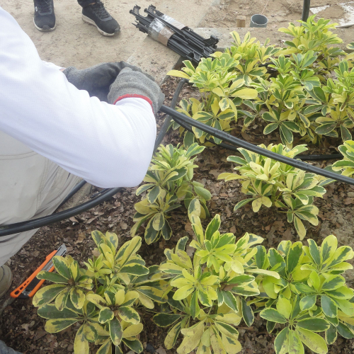 RIEGO LIBERTAD PROYECTO REDROVAN COLONCHE PALMAR BARANDUA SANTA ELENA SALINAS CULTIVO AGRICULTOR
