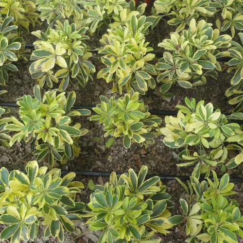 RIEGO LIBERTAD PROYECTO REDROVAN COLONCHE PALMAR BARANDUA SANTA ELENA SALINAS CULTIVO AGRICULTOR
