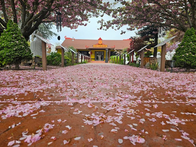 A picture taken from the ground to give a lower perspective. What is seen is a brick pathway leading to the Chua Nam-Quang temple entrance. The pathway is covered with pink flower petals from the blooming cherry trees. You'll also take note of the plaques on either side of the pathway leading to the temple. The plaques share the Noble Eightfold Path with visitors: a deeply moving teaching on doing inner work preparing ones self for betterment. For self-mastery.