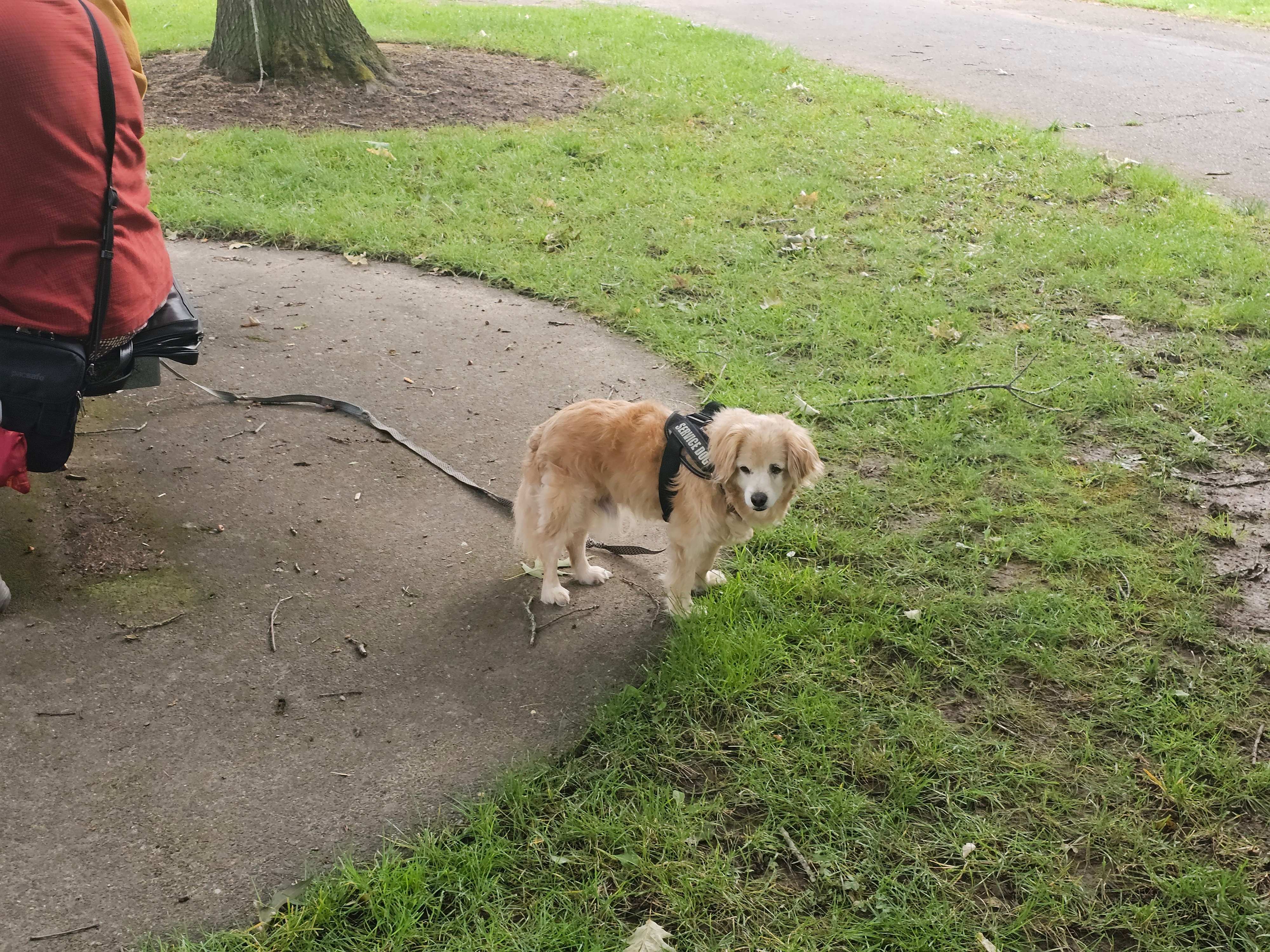 One Fratres service dog Oakley. Oakley is a certified Reiki practitioner bringing healing to all who pet him!