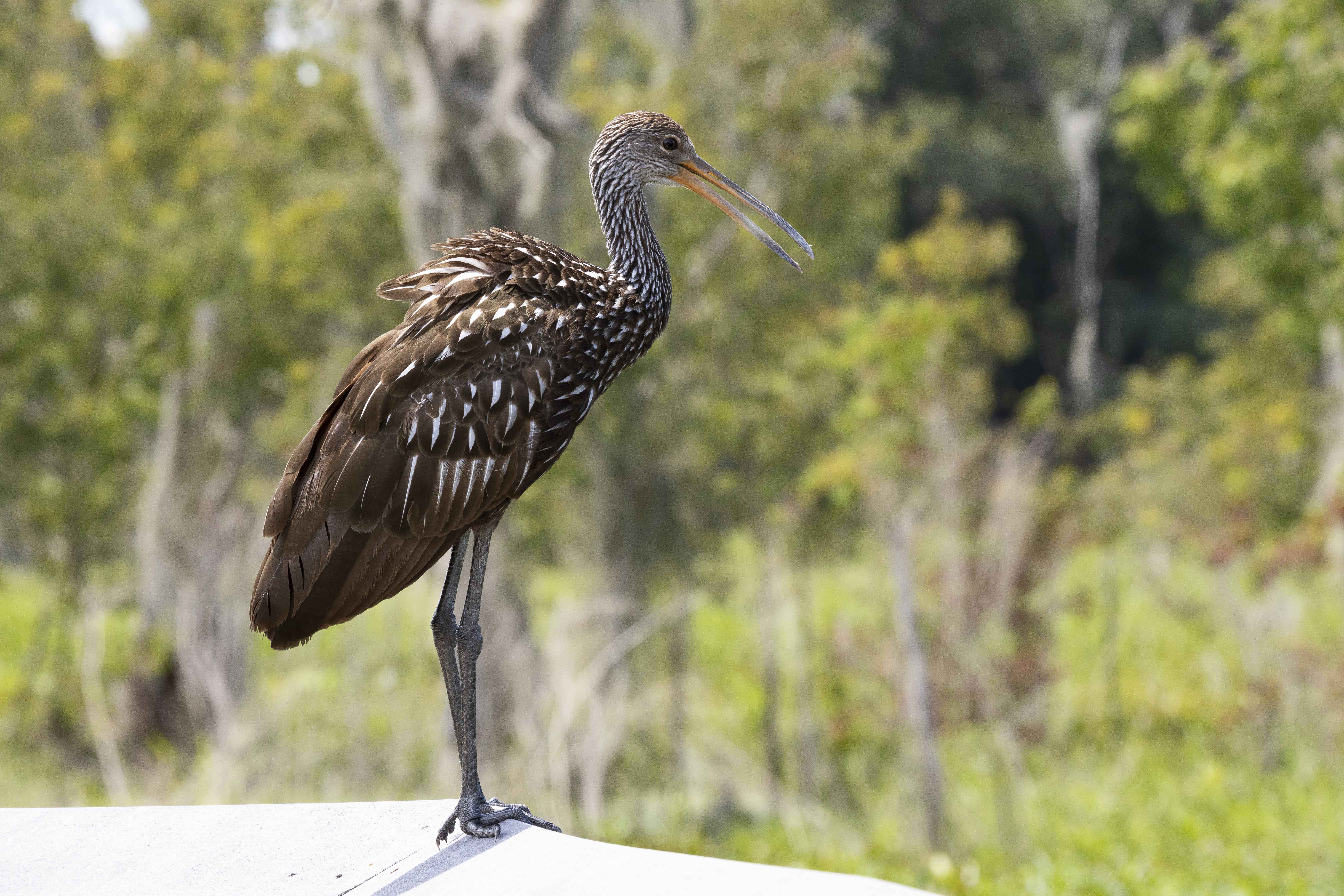 medium sized brown bird with some white-tipped feathers; long slightly curved beak