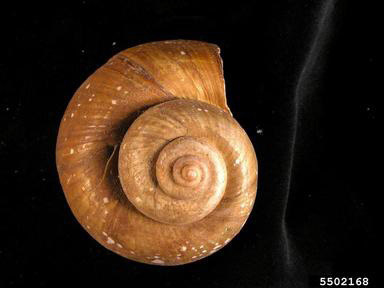 large golden invasive apple snail