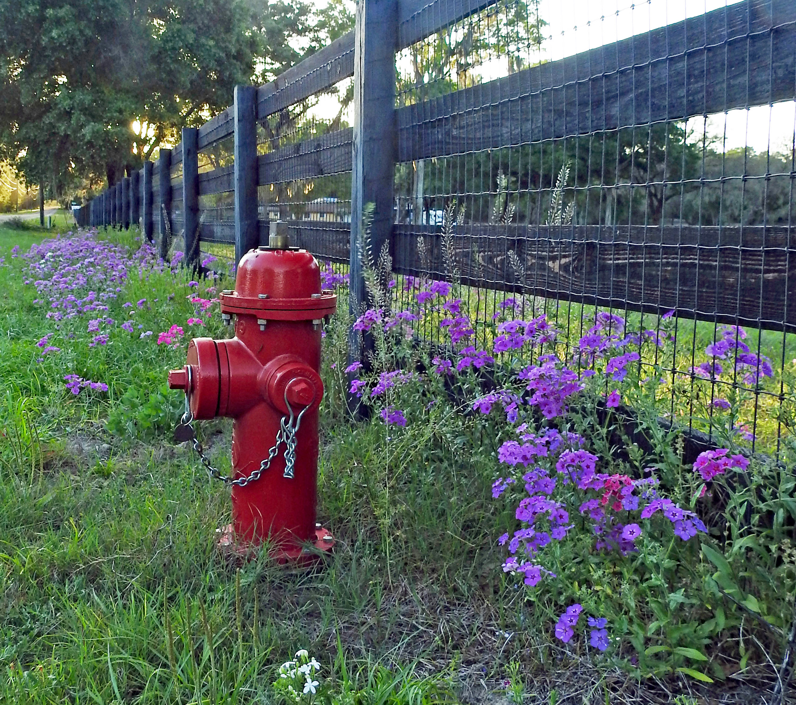red fire hydrant surrounded by purple phlox flowers
