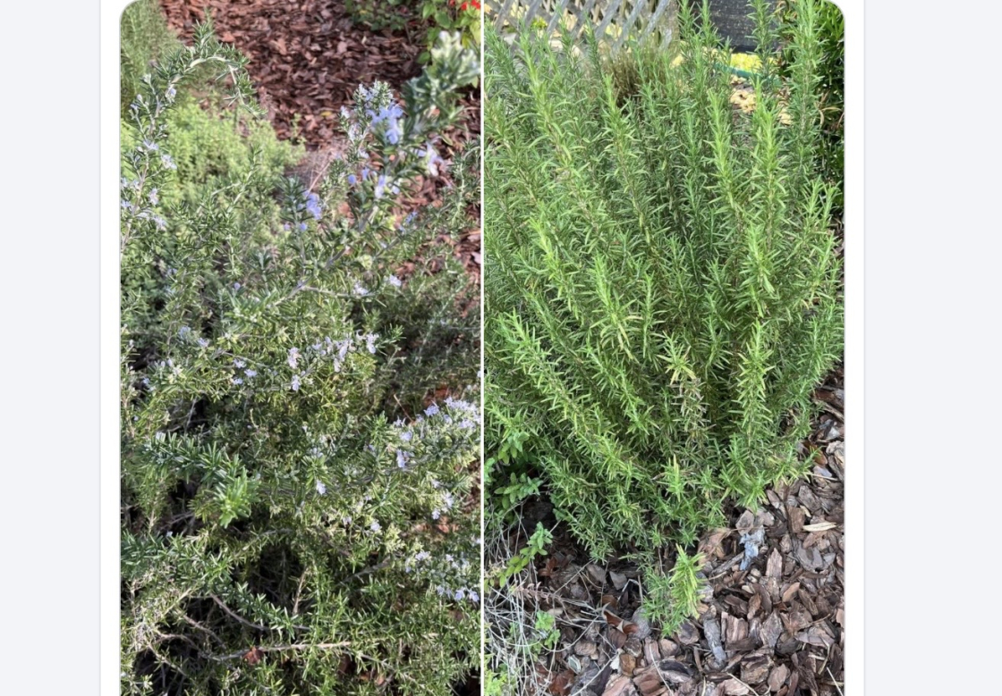 Woody green perennial shrub with with fragrant needle-like leaves. It has a piney, camphor-like aroma and has many culinary uses.