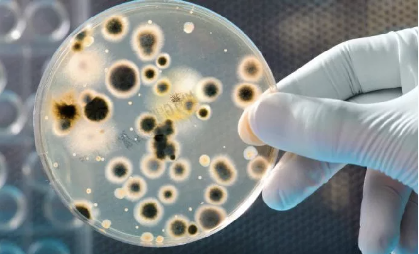 Inflammatory Bacteria in Nose Linked to Parkinson’s Risk